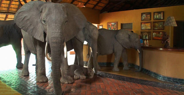 Two elephants standing in a hotel lobby